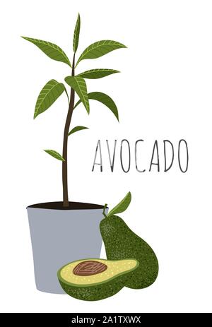 Avocado - metà interi e di avocado albero con foglie in pentola. Cartoon disegnare a mano illustrazione isolati su sfondo bianco. Illustrazione Vettoriale