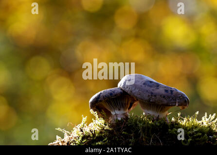 Gomphidius glutinosus, comunemente noto come il picco di viscido-cap, selvatici funghi commestibili in bella luce Foto Stock