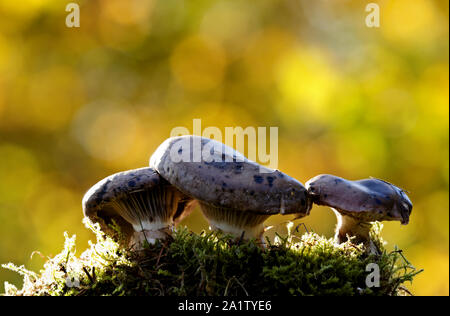 Gomphidius glutinosus, comunemente noto come il picco di viscido-cap, selvatici funghi commestibili in bella luce Foto Stock