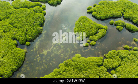 Mangrove Foreste verdi con i fiumi e i canali su un isola tropicale, antenna fuco. Paesaggio di mangrovie. Foto Stock
