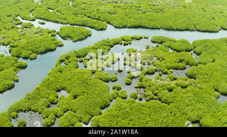 Mangrove Foreste verdi con i fiumi e i canali su un isola tropicale, antenna fuco. Paesaggio di mangrovie. Foto Stock