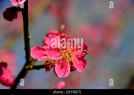 Giapponese albero di albicocche " Prunus mume Beni-chidori' fiori che crescono in una frontiera di RHS Garden Harlow Carr, Harrogate, Yorkshire. Inghilterra, Regno Unito. Foto Stock