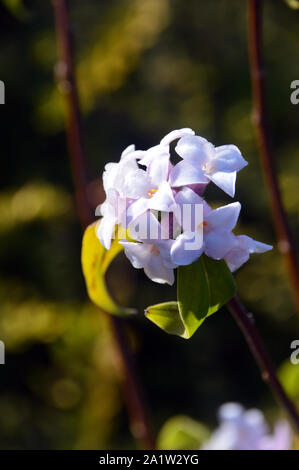 Daphne Bholua 'Penwood' Fiori (Carta Nepalese impianto) cresce in una frontiera di RHS Garden Harlow Carr, Harrogate, Yorkshire. Inghilterra, Regno Unito. Foto Stock