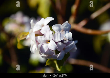 Daphne Bholua 'Penwood' Fiori (Carta Nepalese impianto) cresce in una frontiera di RHS Garden Harlow Carr, Harrogate, Yorkshire. Inghilterra, Regno Unito. Foto Stock