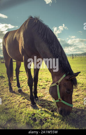 Cavallo Foto Stock