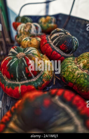 I tradizionali colorati Decorazione Halloween con diversi pumpinks per party, autunno Foto Stock