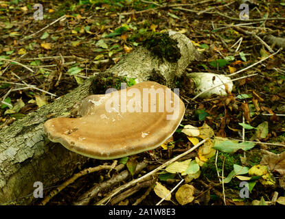 Staffa funghi Fomitopsis Betulina cresce su un registro di marcio. Foto Stock