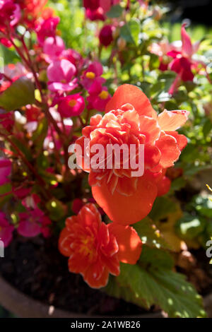 Begonia all aperto in una pentola in estate, England, Regno Unito Foto Stock