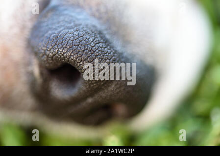 Riprese macro di cane beagle punta del naso Foto Stock