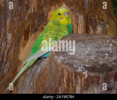 Un parrocchetto appollaiato su un albero Foto Stock