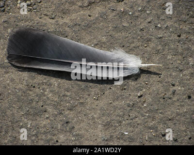 Piume grigie, posa sulla terra Foto Stock