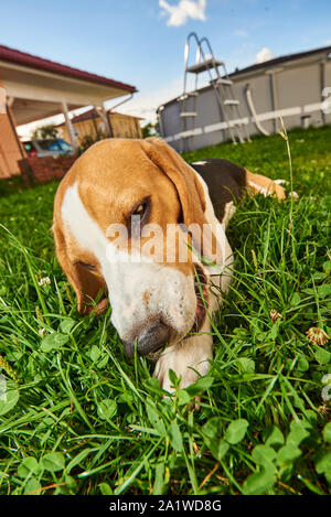 Cane Beagle masticare trattare al di fuori su di un'erba nel giardino pureb Foto Stock