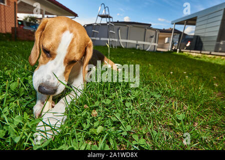 Cane Beagle masticare trattare al di fuori su di un'erba nel giardino pureb Foto Stock