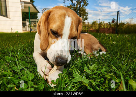 Cane Beagle masticare trattare al di fuori su di un'erba nel giardino pureb Foto Stock