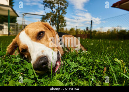 Cane Beagle masticare trattare al di fuori su di un'erba nel giardino pureb Foto Stock