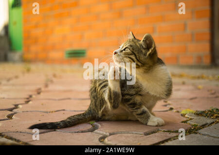 Tabby kitten paw graffi dietro l'orecchio, ritratto all'aperto. Le pulci e zecche negli animali domestici. Foto Stock