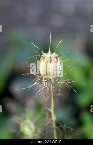 Il cumino nero o Nigella sativa o cumino nero o Nigella o romani o coriandolo Kalojeere o kalonji annuale di fioritura delle piante Foto Stock