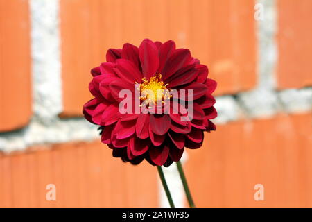 Rosso brillante Dahlia tuberosa folte piante erbacee perenni pianta con grande e completamente aperto fiore in fiore contenente più strati di petali freschi Foto Stock