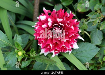 Dahlia tuberosa folte piante erbacee perenni pianta con aprire completamente la grande fioritura di colore rosso scuro e fiore bianco contenente strati multipli di petali Foto Stock