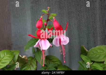 Fuchsia decorativo pianta flowering singolo ramo con due completamente aperto blooming pendente a forma di lacrima di luce Fiori rosa Foto Stock