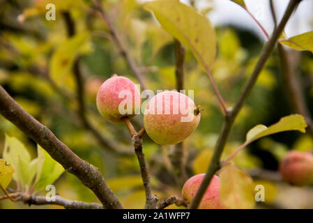 Apple pippin allington, sollevata da Thomas Laxton Foto Stock