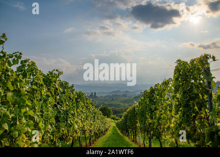 Bianco coltivazioni di uva in una vigna durante l'autunno. Foto Stock