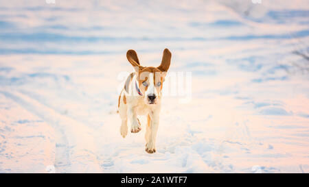 Cane domestico Beagle, adulto, in esecuzione su strade coperte di neve campo. Foto Stock