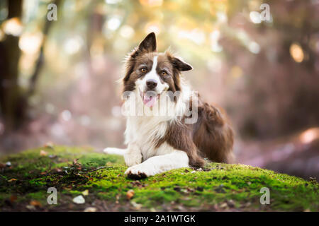 Border Collie in foresta Foto Stock
