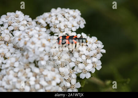 La visione del mondo di un piccolo scarabeo su un fiore bianco Foto Stock