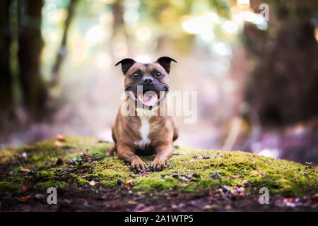 Stafforshire bull terrier staffy adorabile cane Foto Stock