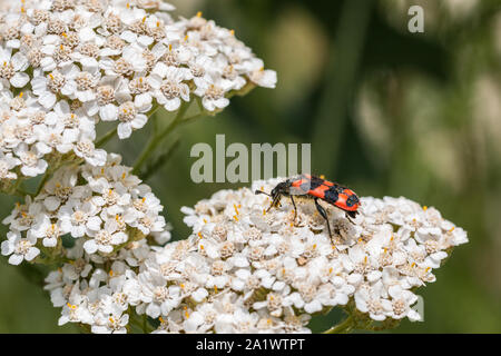 La visione del mondo di un piccolo scarabeo su un fiore bianco Foto Stock