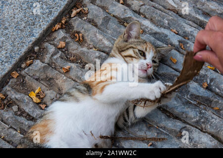 Player gattini nel parco di Antalya, Turchia Foto Stock