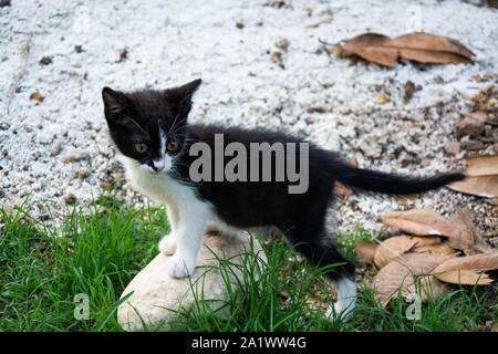 Player gattini nel parco di Antalya, Turchia Foto Stock