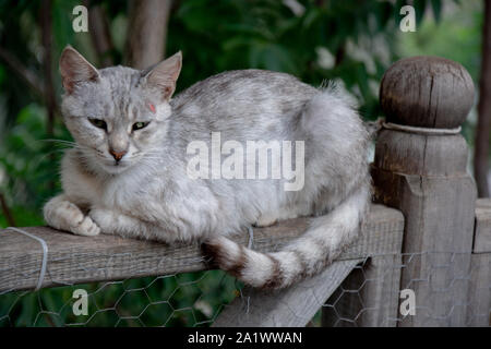 Player gattini nel parco di Antalya, Turchia Foto Stock