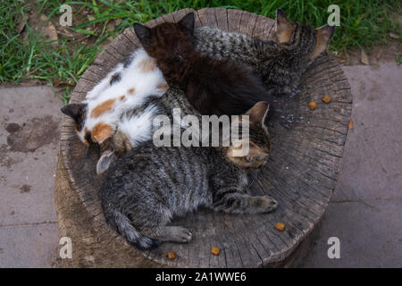 Player gattini nel parco di Antalya, Turchia Foto Stock