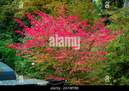 Immagine colorata di una masterizzazione alato-bush (euonymus alatus) in autunno con il rosso scuro foglie Foto Stock