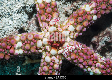 Pettine gelatine [Coeloplana astericola] su stelle di Pesce Grosso [Echinaster callosus]. Stretto Di Lembeh, Sulawesi Nord, Indonesiano Foto Stock
