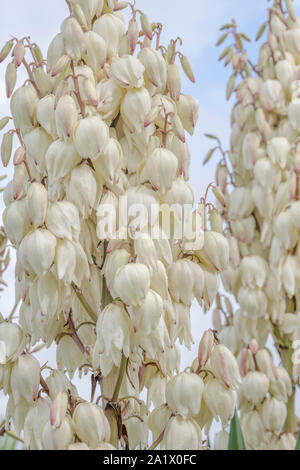Massa di a campana di Yucca bianco / Yucca filamentosa fiori. Pensato per essere Y. filamentosa poiché lascia refilato con filamenti di ricci ma potrebbe essere un altro Foto Stock