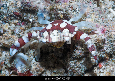 Arlecchino granchio nuotatore [Lissocarchinus laevis]. Nord Sulawesi, Indonesia. Foto Stock