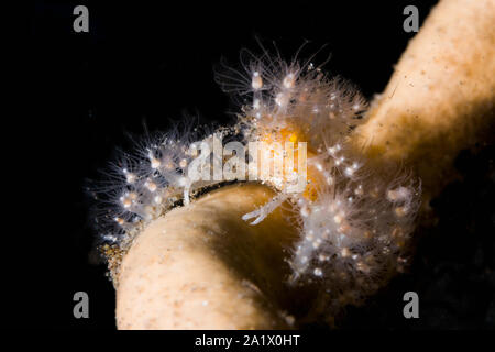 [Spidercrab Achaeus spinosus] decorate con hydroid polipi. Lembeh strait, Nord Sulawesi, Indonesia. Foto Stock