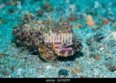 Pfeffer Il Flamboyant Seppie [Metasepia pfefferi] nella modalità di mimetizzazione. Lembeh strait, Nord Sulawesi, Indonesia. Foto Stock