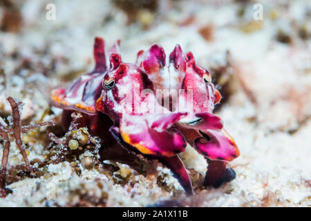 Seppie Flambouyant [Metasepia pfefferi], novellame sono particolarmente colorato. Papua occidentale, in Indonesia. Indo-West pacifico. Foto Stock