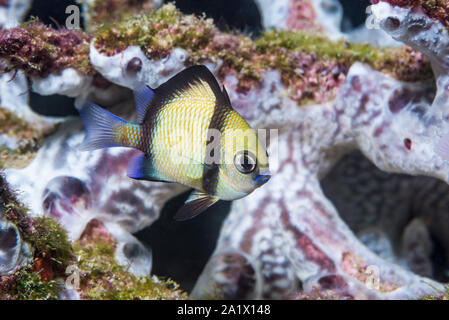 Dascyllus reticolato o castagnole [Dascyllus reticulatus]. Papua occidentale, in Indonesia. Indo-West pacifico. Foto Stock