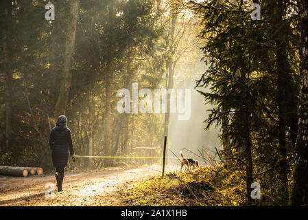 La ragazza di raggi di sole passeggiate con il cane beagle al guinzaglio nel percorso di foresta. Foto Stock