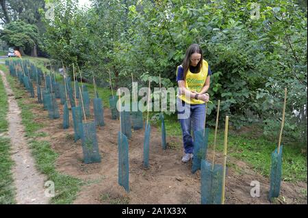 Milano (Italia), piantagione di duecento nuovi alberi nel Parco Lambro, un'iniziativa promossa dal Comune e l'associazione ambientale Legambiente in occasione di Milano la settimana verde Foto Stock