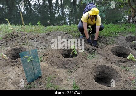Milano (Italia), piantagione di duecento nuovi alberi nel Parco Lambro, un'iniziativa promossa dal Comune e l'associazione ambientale Legambiente in occasione di Milano la settimana verde Foto Stock
