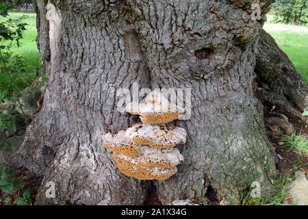 Inonotus dryadeus (staffa di quercia) è principalmente a base di alberi di quercia. È fungo parassita e provoca una condizione nota come bianco rot. Foto Stock