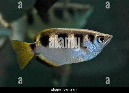 Pesce arciere (toxotes jaculatrix) Foto Stock