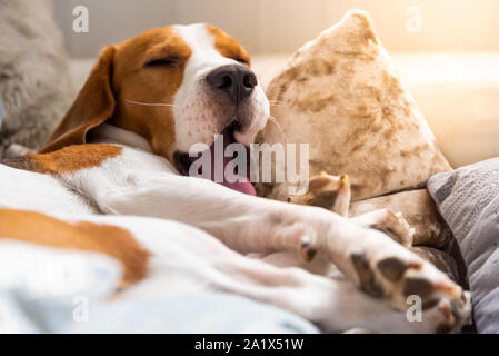 Stanco di cane dorme sul divano. Funny pongono, imbardata. Beagle sul divano. Foto Stock