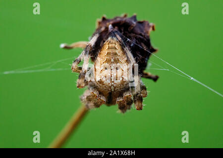 Croce Orb Weaver Spider appollaiato su un morto levetta di fiori selvaggi isolati su sfondo verde Foto Stock